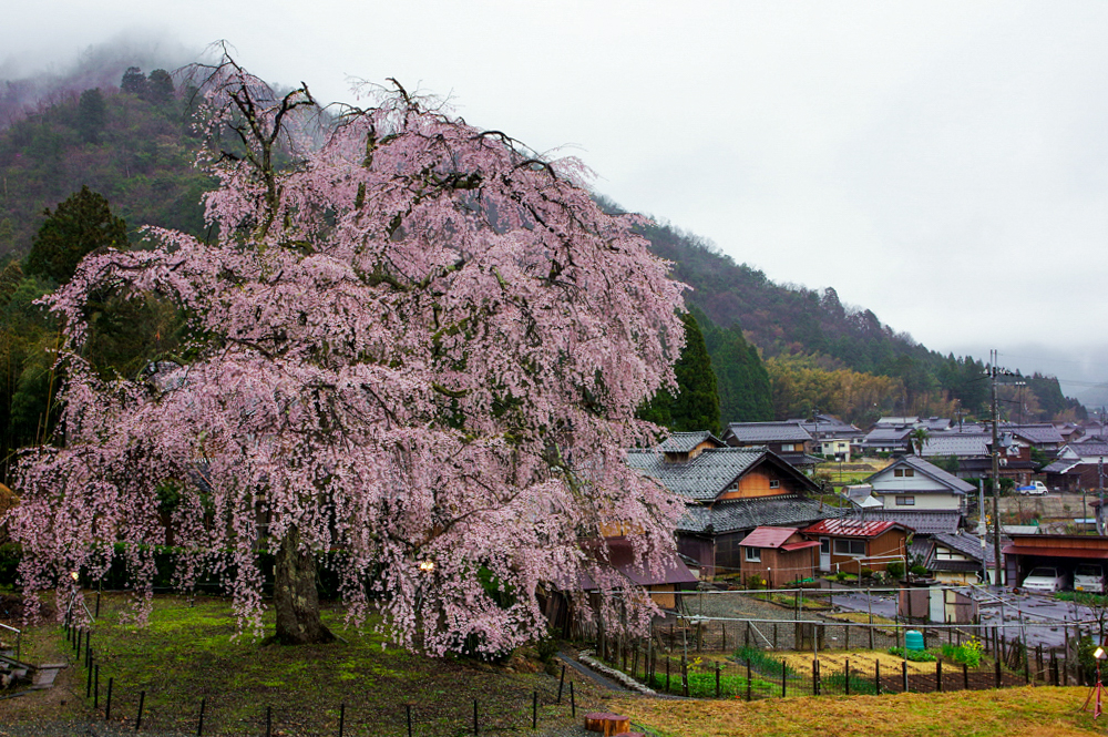 妙祐寺のしだれ桜　、4月の春の花、福井県小浜市の観光・撮影スポット